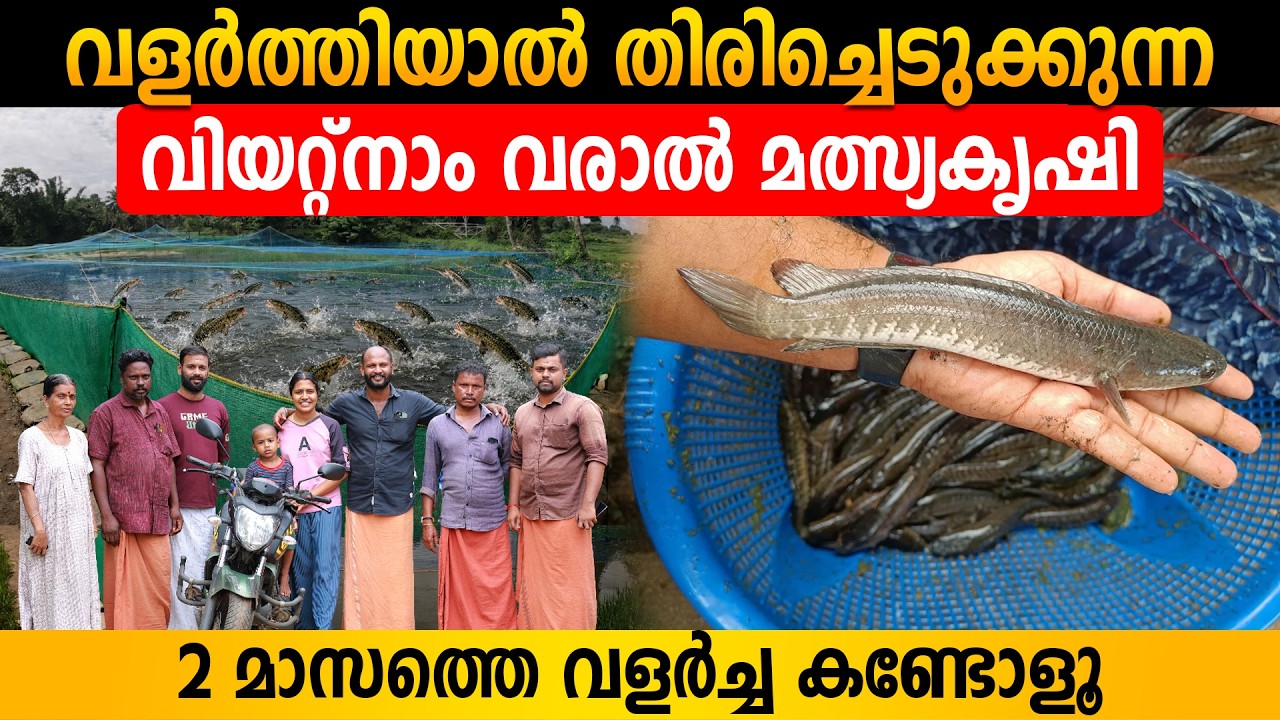 വിയറ്റ്നാം വരാൽ വളർത്തി ലാഭം കൊയ്യാം | വളർത്തിയാൽ തിരിച്ചെടുക്കുന്നു | Vietnam Varaal