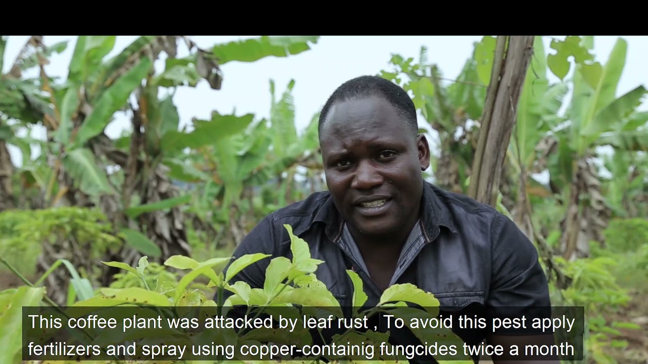 How to earn Shs 20m  a year in one Acre : Demostration Garden