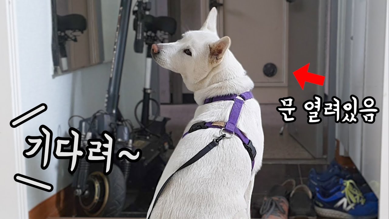 문 열어놓고 '기다려' 했을 때 진돗개 반응ㅋ