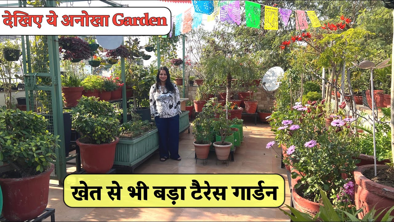 खेत से भी बड़ा और हरा-भरा Terrace Garden हजारों पौधों और फूलों से सजा यह Green स्वर्ग देखिए