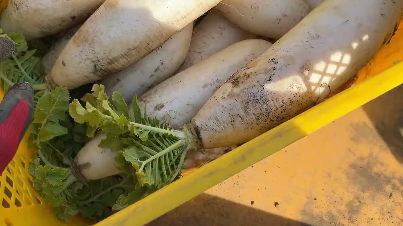 `体はヘロヘロですが頑張って出荷はします×三浦大根＋聖護院大根収穫260213