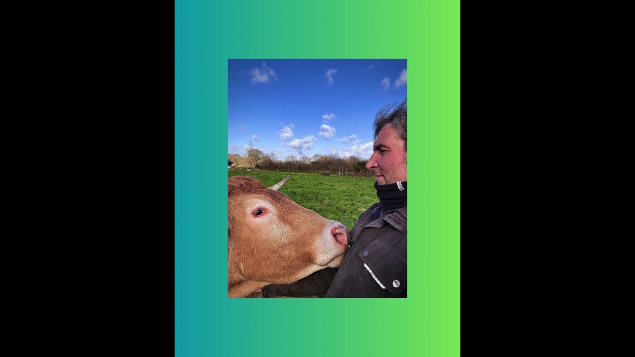 LAFMK  #farming #cow #vaches #agriculturebiologique #&eacute;leveurs #ventedirecte