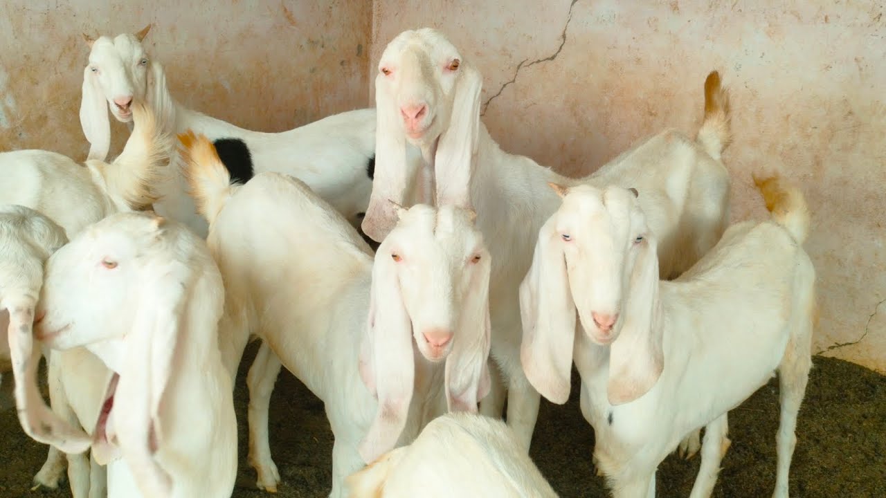 #Sojat goat for sale, #सोजत बकरी सेल, 09828606818.