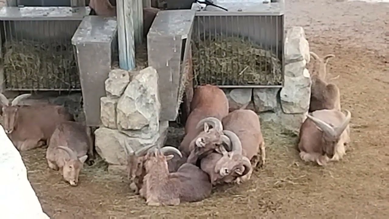 И надо бы пободаться, да что-то лень одолела...