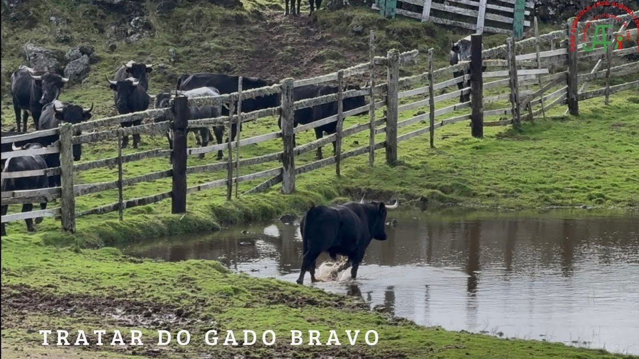 Uma Manhã no mato alimentando os Touros - CAJAF 