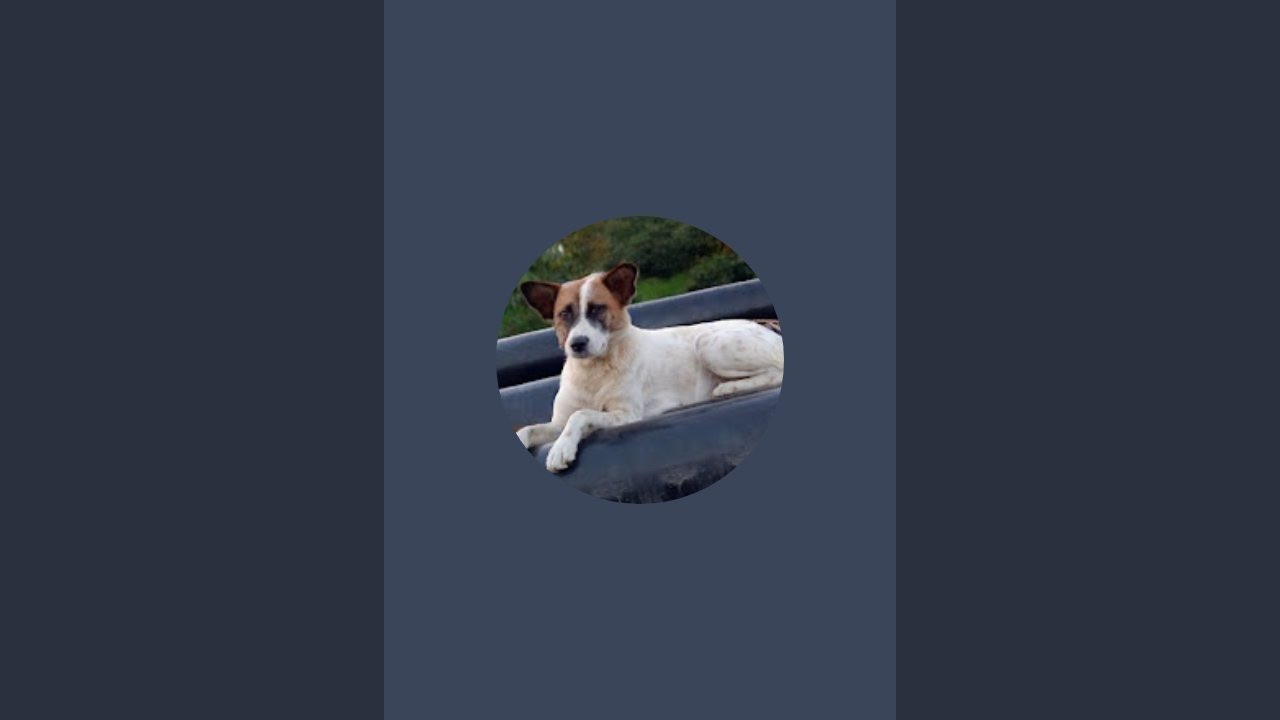 Street dog Sanu Sundari's squads  is live