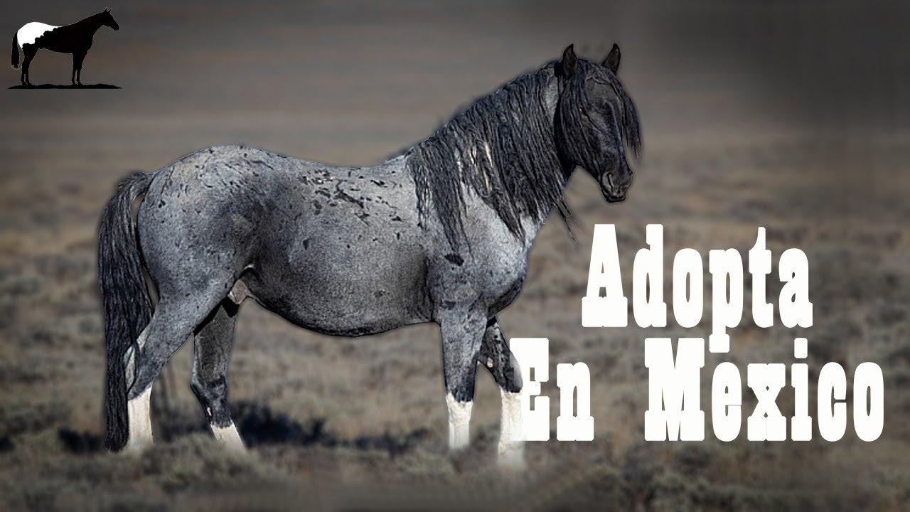 Paso A Paso De La Adopción De Caballos Mustang (Bien Explicada) Desde México 🐴-Del Cerro Soy