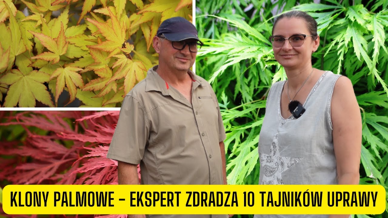 Klony palmowe – ekspert zdradza 10 tajników uprawy. Kompendium wiedzy o wymaganiach klonów palmowych