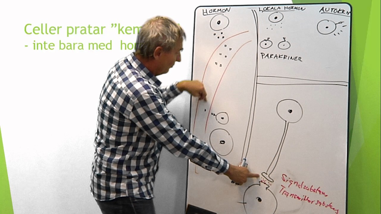 Hormonsystemet inledning
