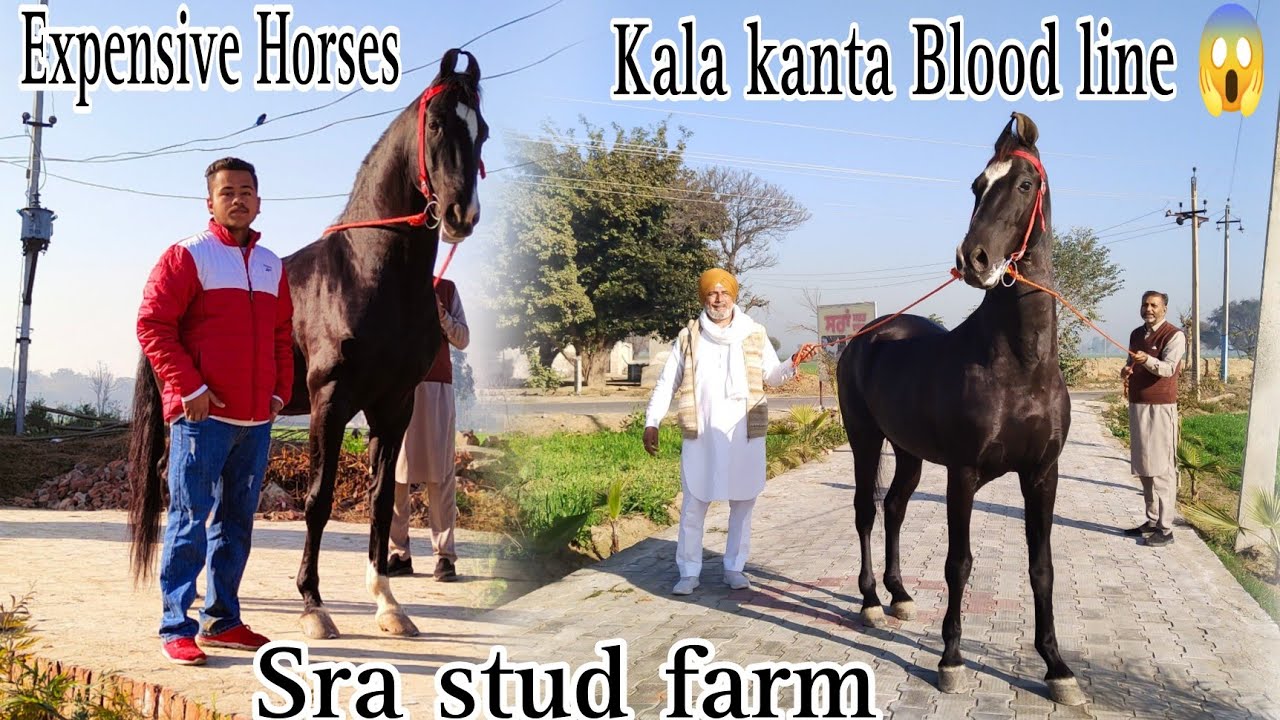Beautiful and Expensive horses at sra stud farm😱//  Kala kanta Blood line 😮
