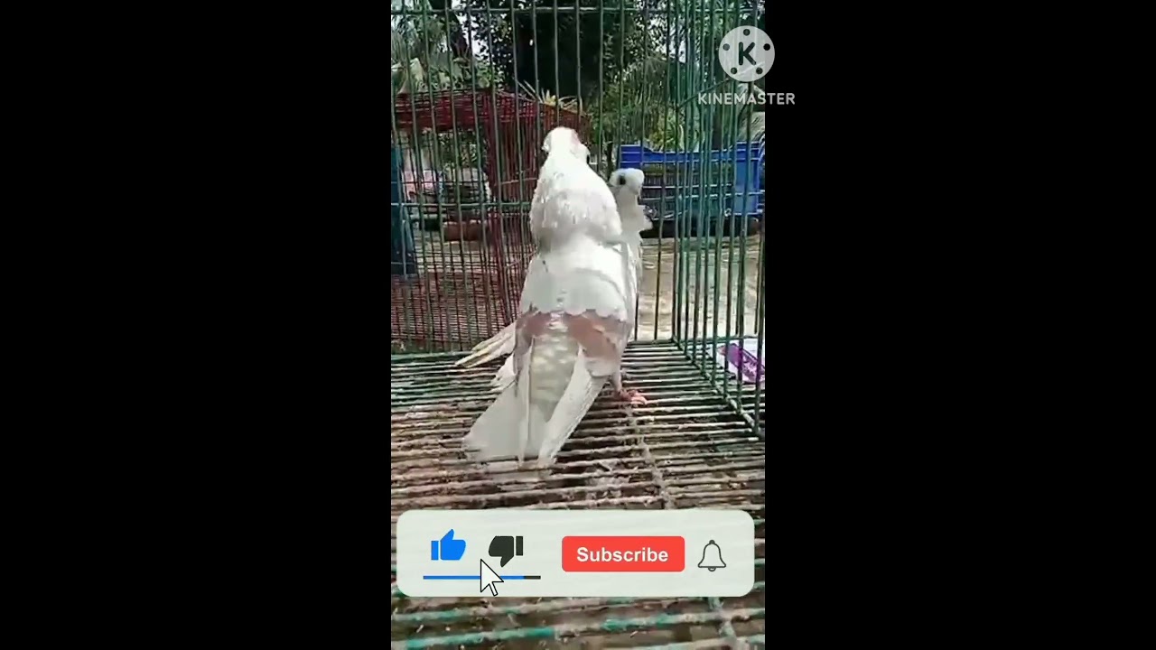 Fancy pigeon Santinet kabutar palan business Kesa #kabutar #pigeon Bareilly Uttar Pradesh India up25