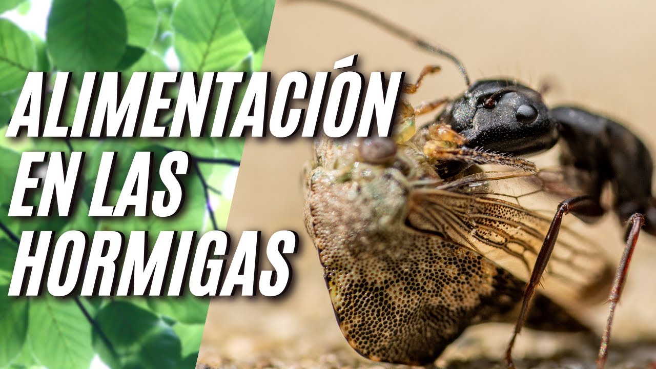 Alimentación en las hormigas.