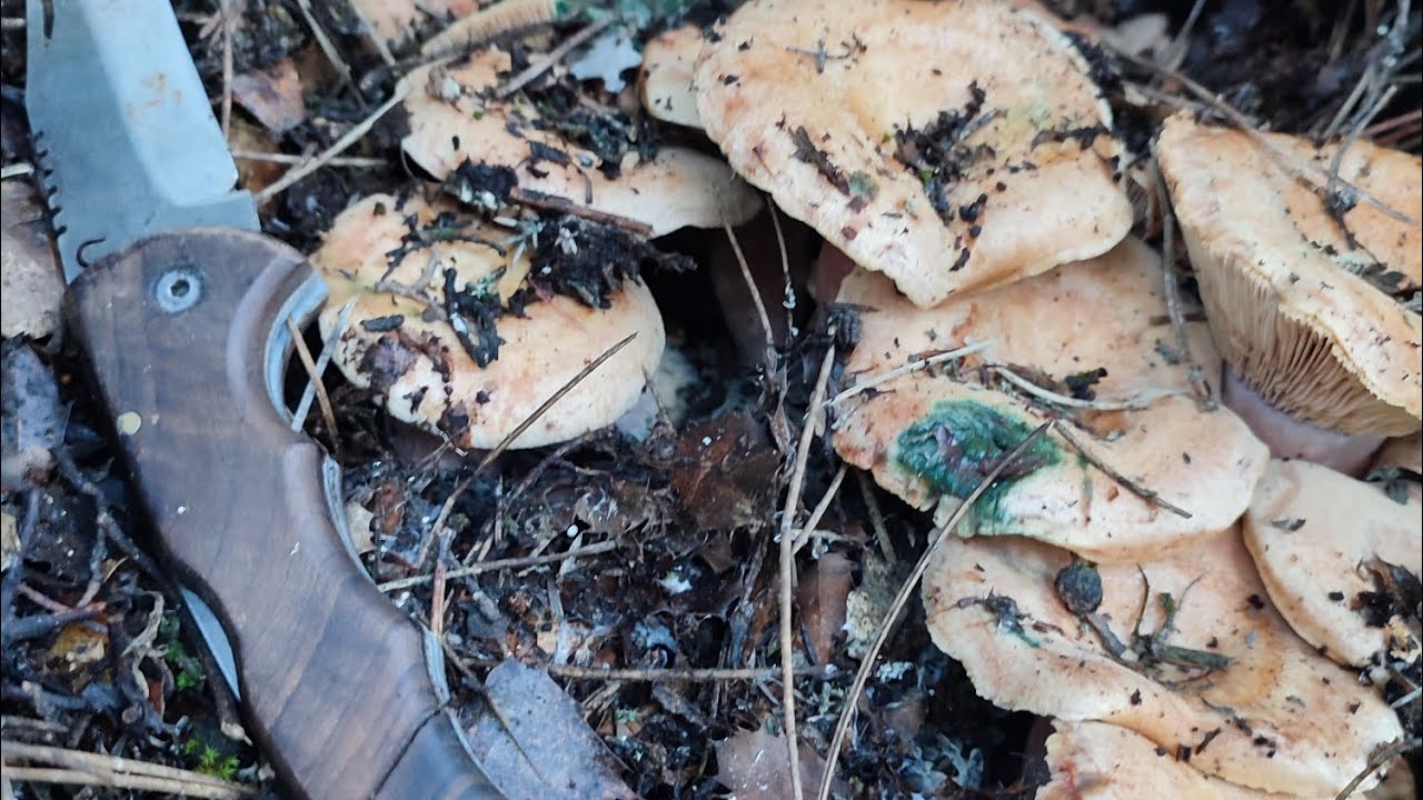 Maki ağaçlarının altında çam mantarı (kanlıca, çıntar) bulunur mu?