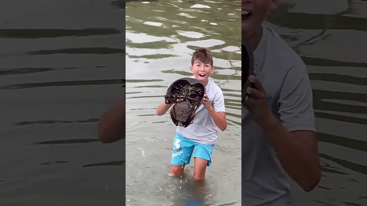 Giant horseshoe crab sighting!