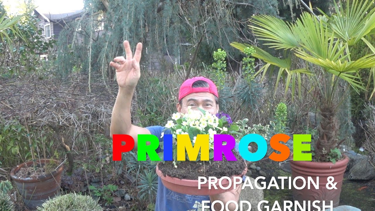 PRIMROSE - Propagation and Food Garnishing