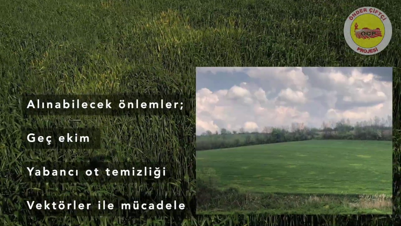 TAHİLLARDA SARI CÜCELİK VİRÜSÜ