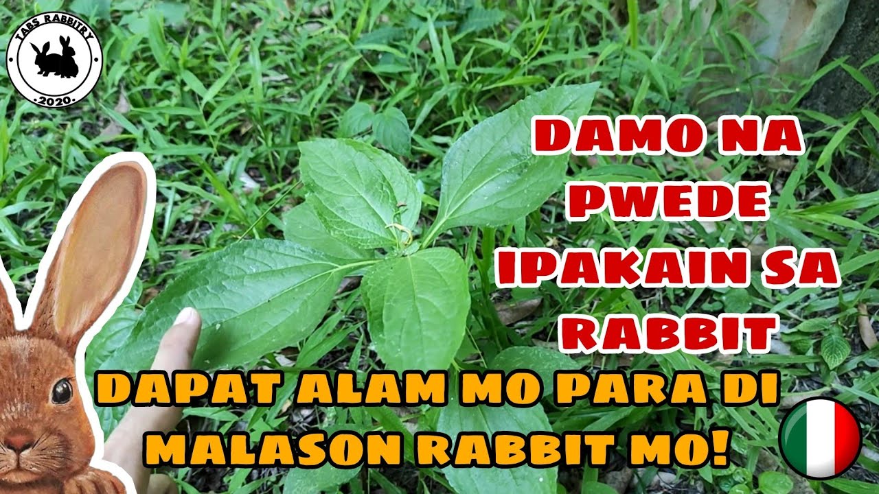 DAMO NA PAGKAIN NG RABBIT | Mga damong pagkain ng rabbit | What type of grass is best for rabbits?