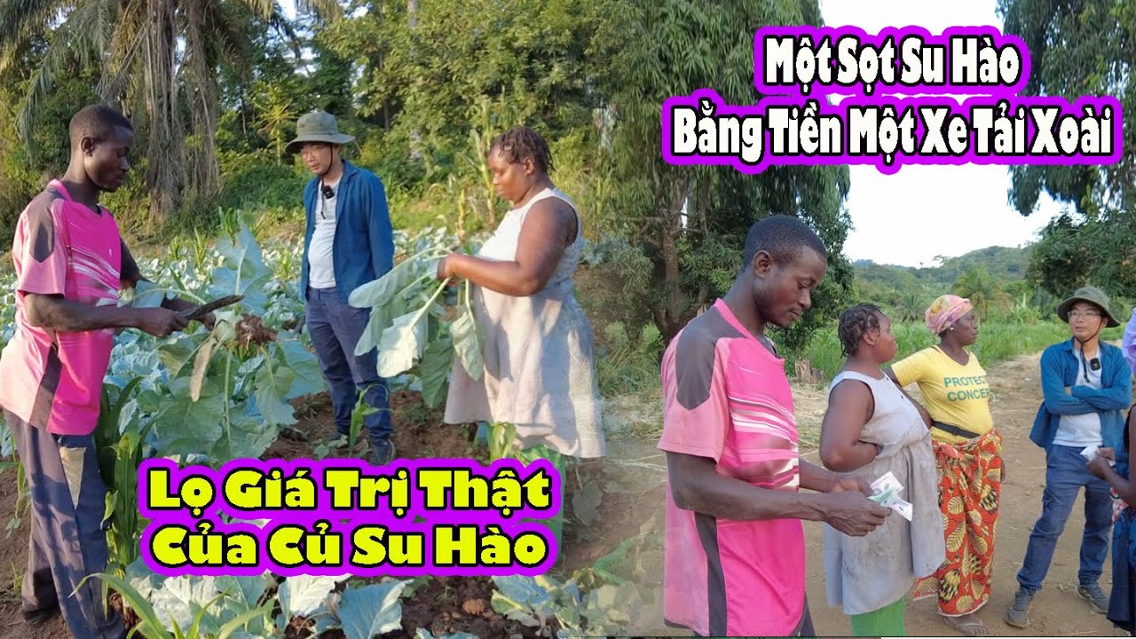 Gia đình châu phi bất ngờ thu bội tiền nhờ củ su Hào và xoài|| 2Qvlogs cuộc sống châu phi