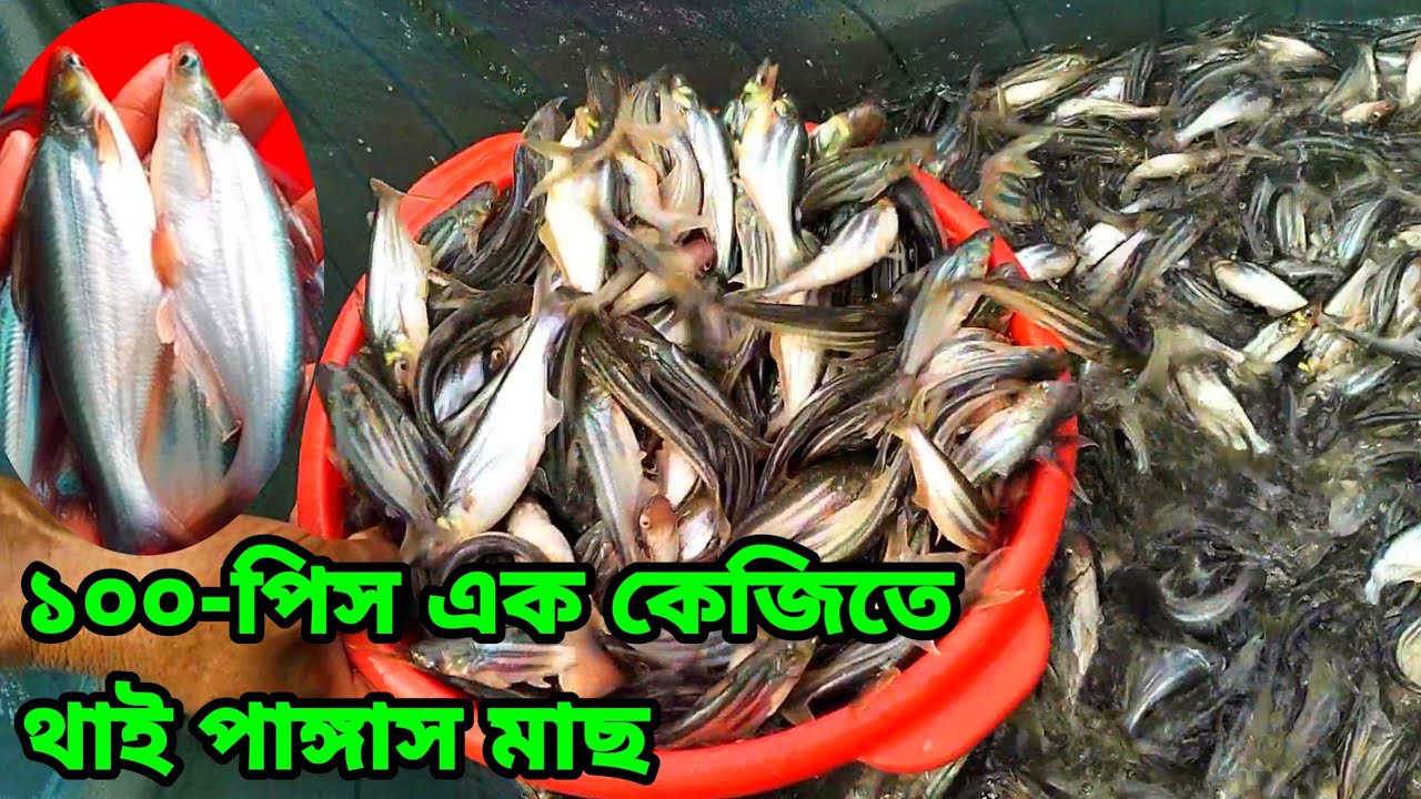 ১০০ পিসে ১ কেজিতে থাই পাঙ্গাস মাছ পুকুরে চাষের পদ্ধতি ও খাদ্য নিরাপত্তা|| অর্ডার করুন: 01717692416