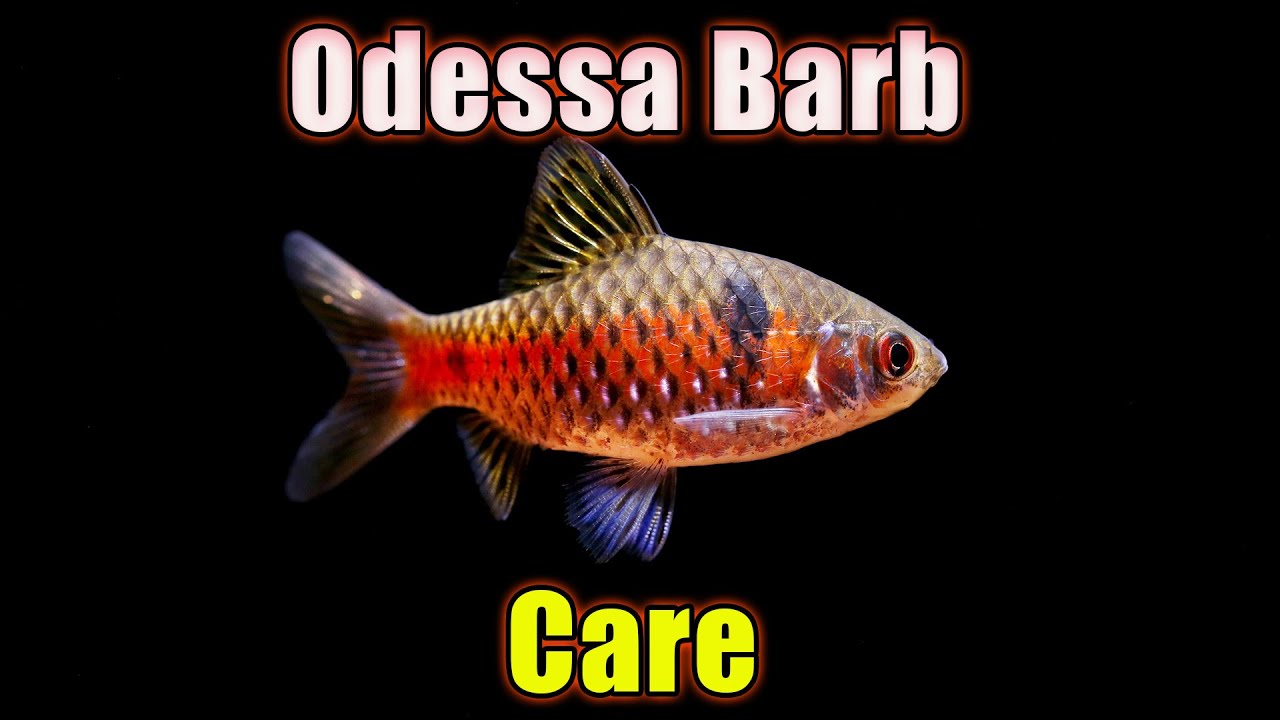 A Magical Barb: Odessa Barb Species Profile!