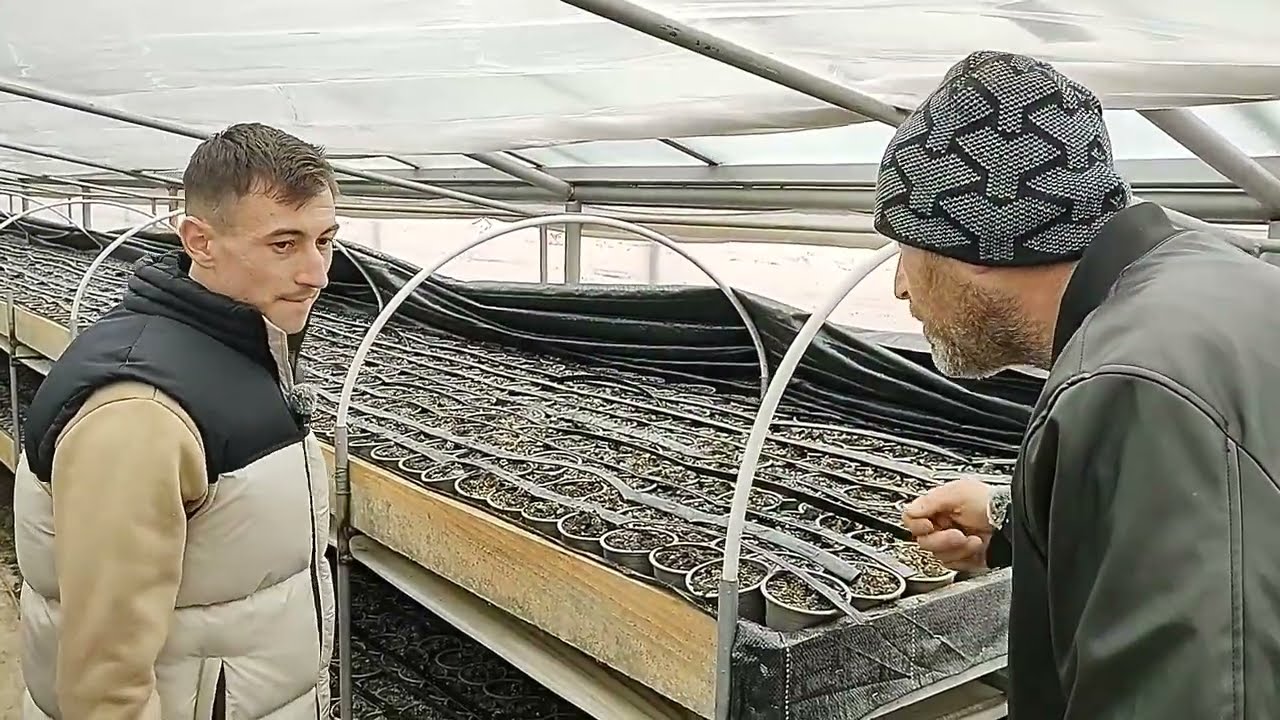 Tehnologie de creștere a zambilelor și lalelelor cu domnul inginer agronom Cristi Lazăr !