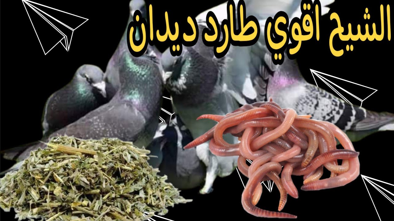 فوايد الشيح الجباره للحمام والطيور اقوي طارد ديدان طبيعي👌