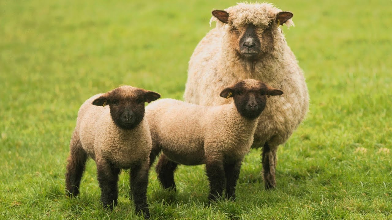 Oxford Down Sheep | Long Strong Large Lean