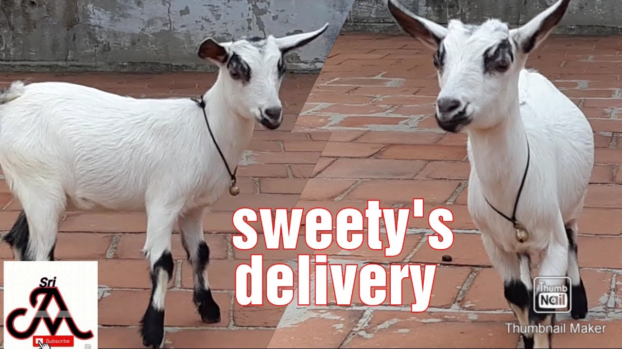 Pygmy goats / sweety's delivery | tamil | jayam ideas | jayam pets | minpin puppy for sale