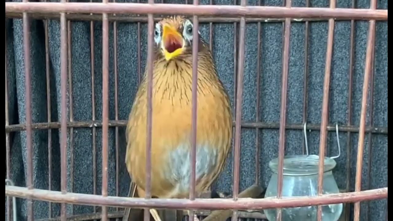 Hoạ mi thuần hoạ chỉ đẹp hót rả rích giọng cực hay
