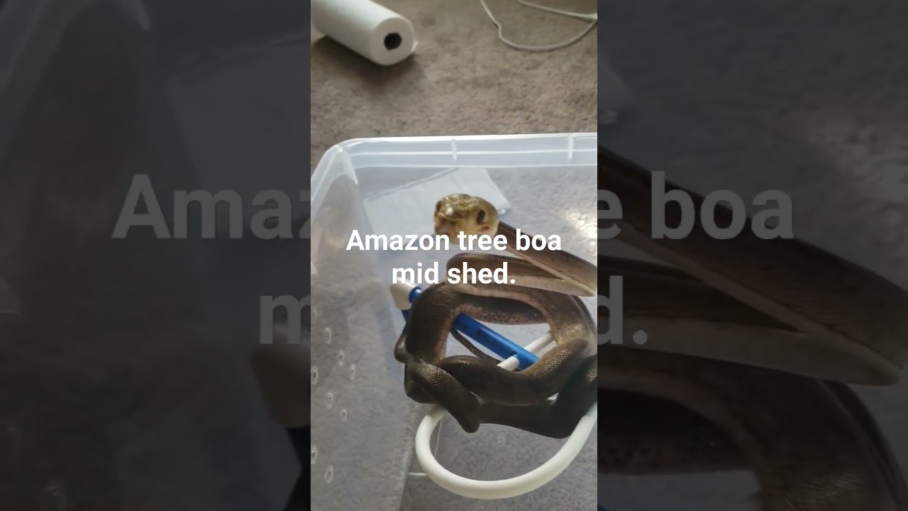 full size adult amazon tree boa. 