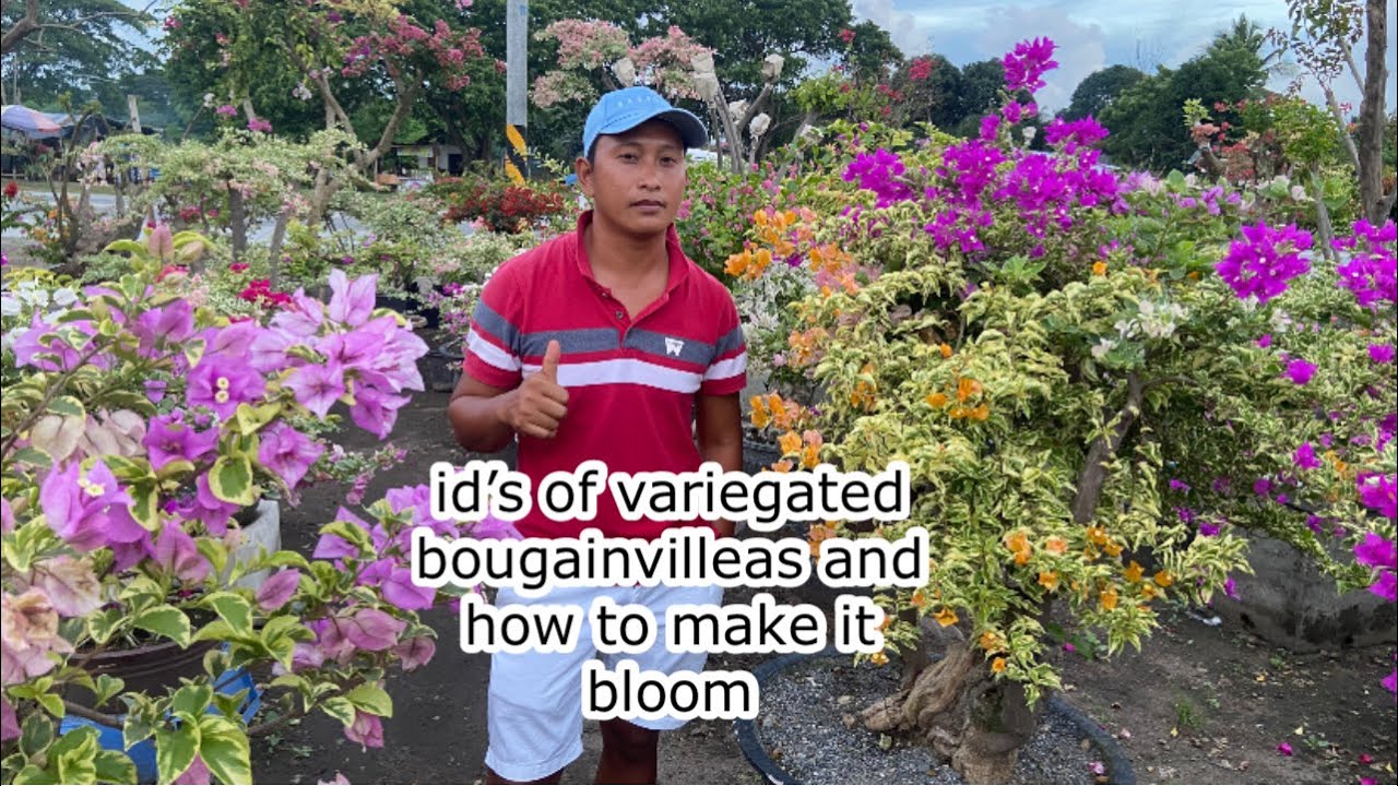 id’s of variegated bougainvilleas and how to make it bloom nonstop