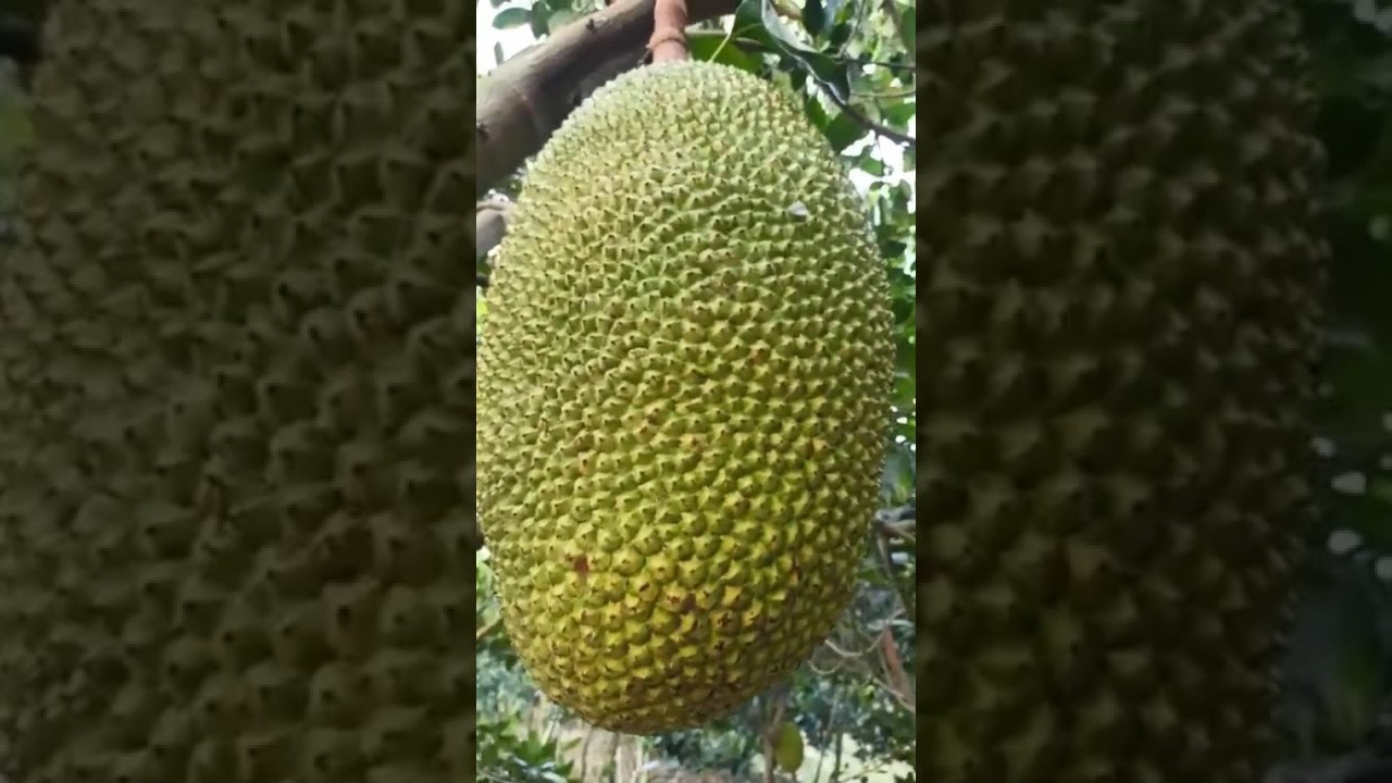 Ghi hình thực tế tại vườn mít 5 năm tuổi sử dụng phân bón hiệu Con Lười F35
