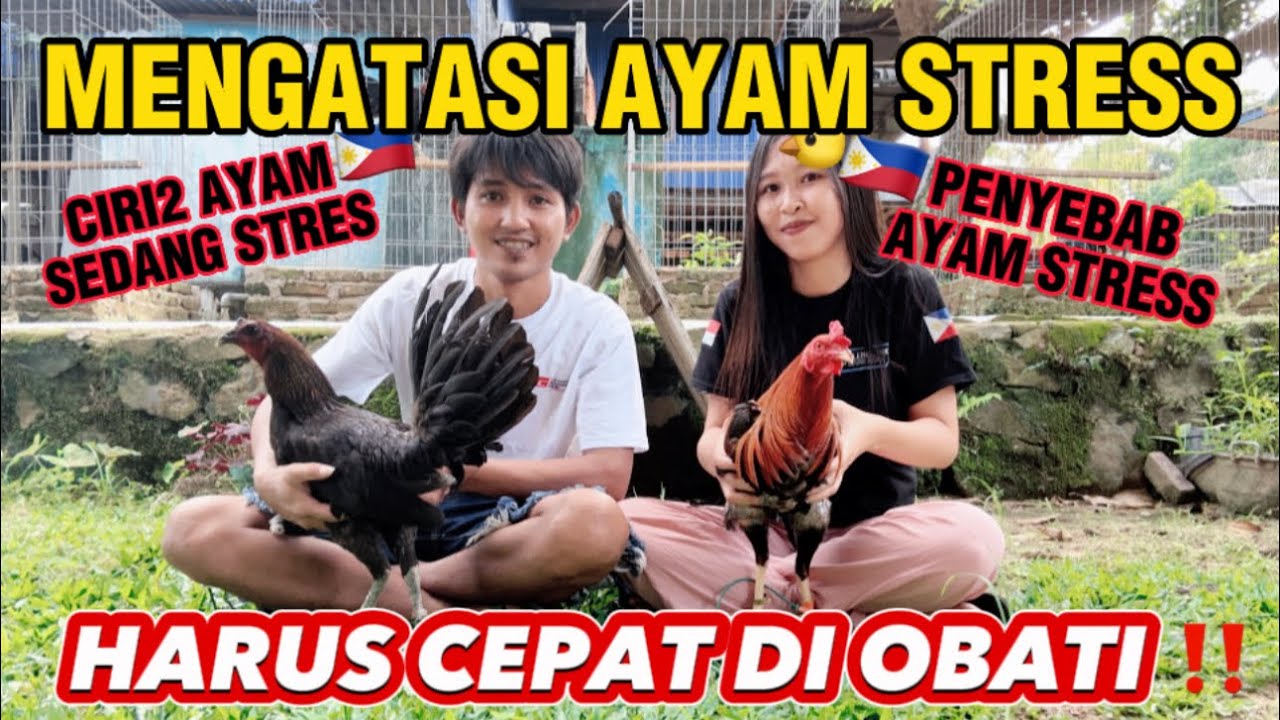 PENYEBAB AYAM FlLlPlN STRES ‼️ CARA MENGATASI STRESS PADA AYAM ‼️