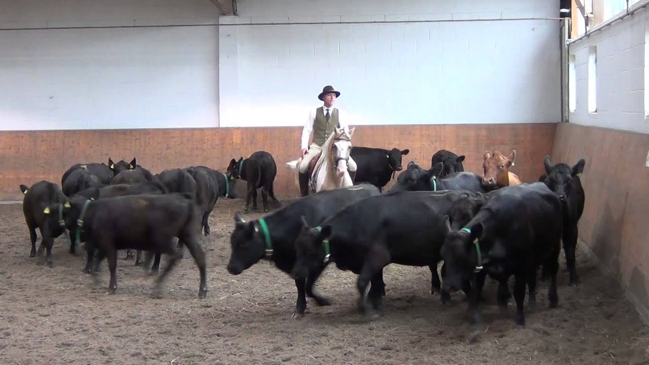DM 2014 Neu Anspach Working Equitation Cows Mitja Hinzpeter