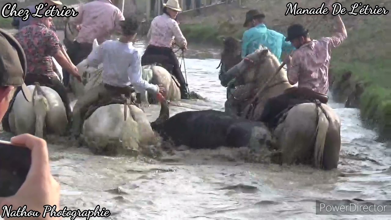Passion Bouvine N°3 🐂