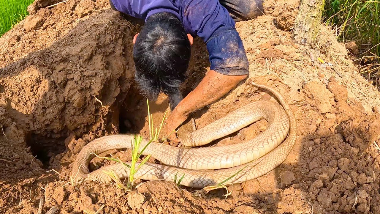 Kịch tính, quá trình đào hang bắt 3 con rắn độc | TGSB #518