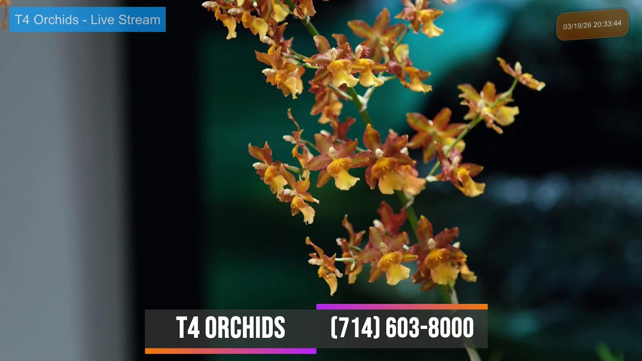 T4 Orchids ~ Livestream Mar 19, 2026 ~ Sell & Trade All Orchids Collections~ (714) 603-8000