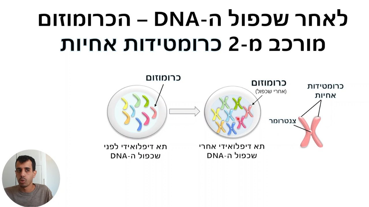 הקדמה למיטוזה ומיוזה (לבגרות בביולוגיה)