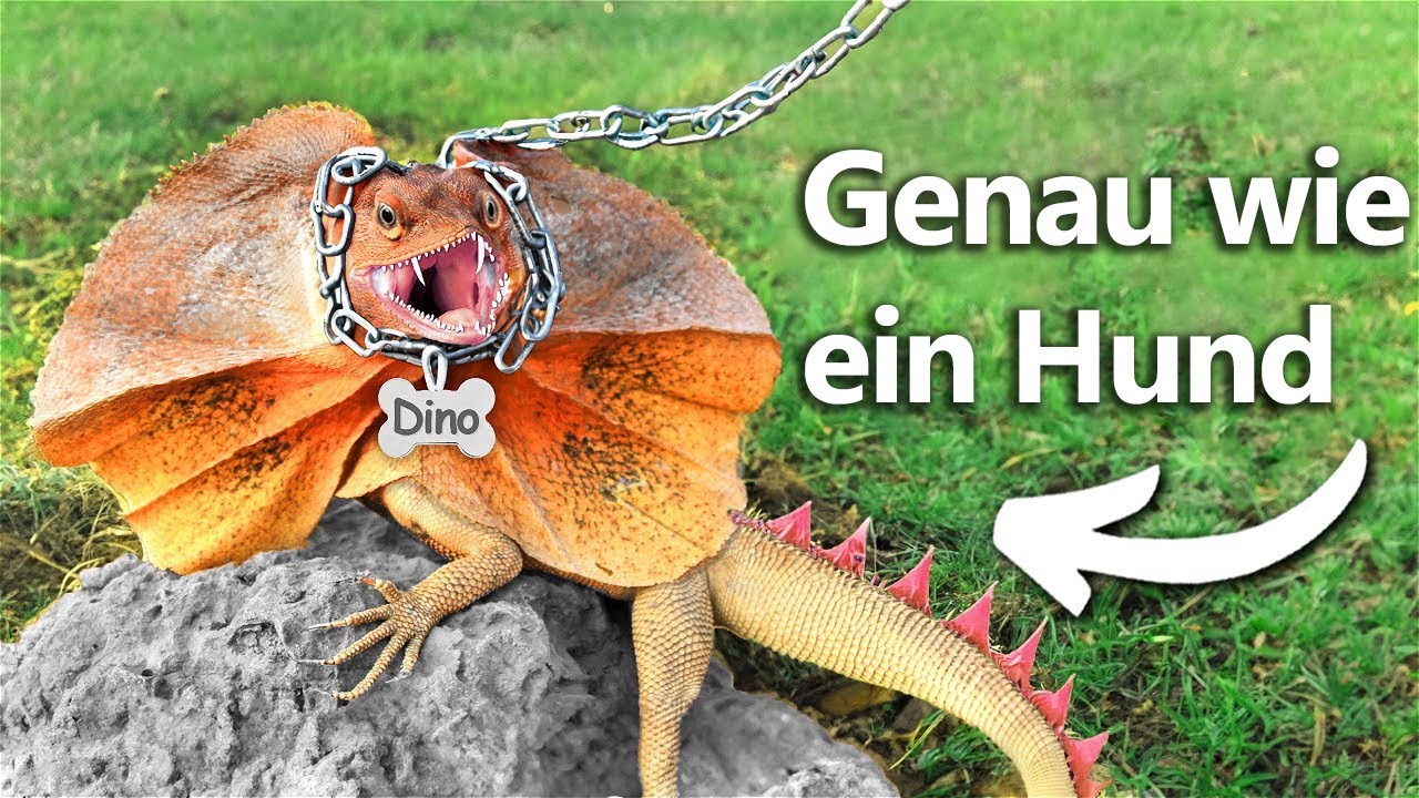Ich Habe Einen Haustier-Dinosaurier (irgendwie)