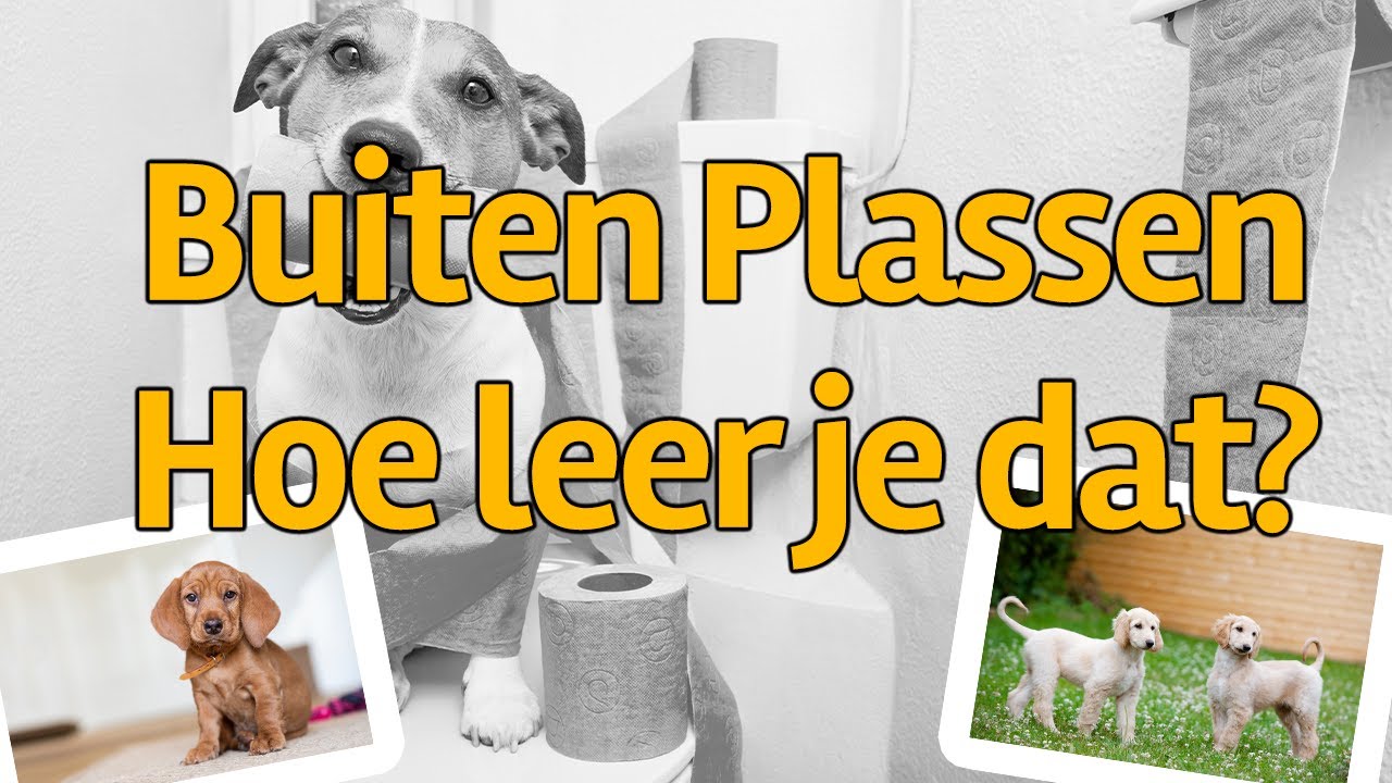 Puppy Zindelijk Maken - Hoe Leer Je Een Puppy Buiten Plassen? 🐕🐾🐶