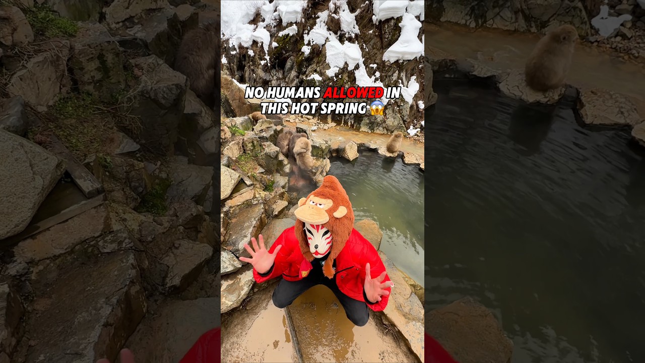 No Humans allowed in this Japanese Hot Spring! 😱