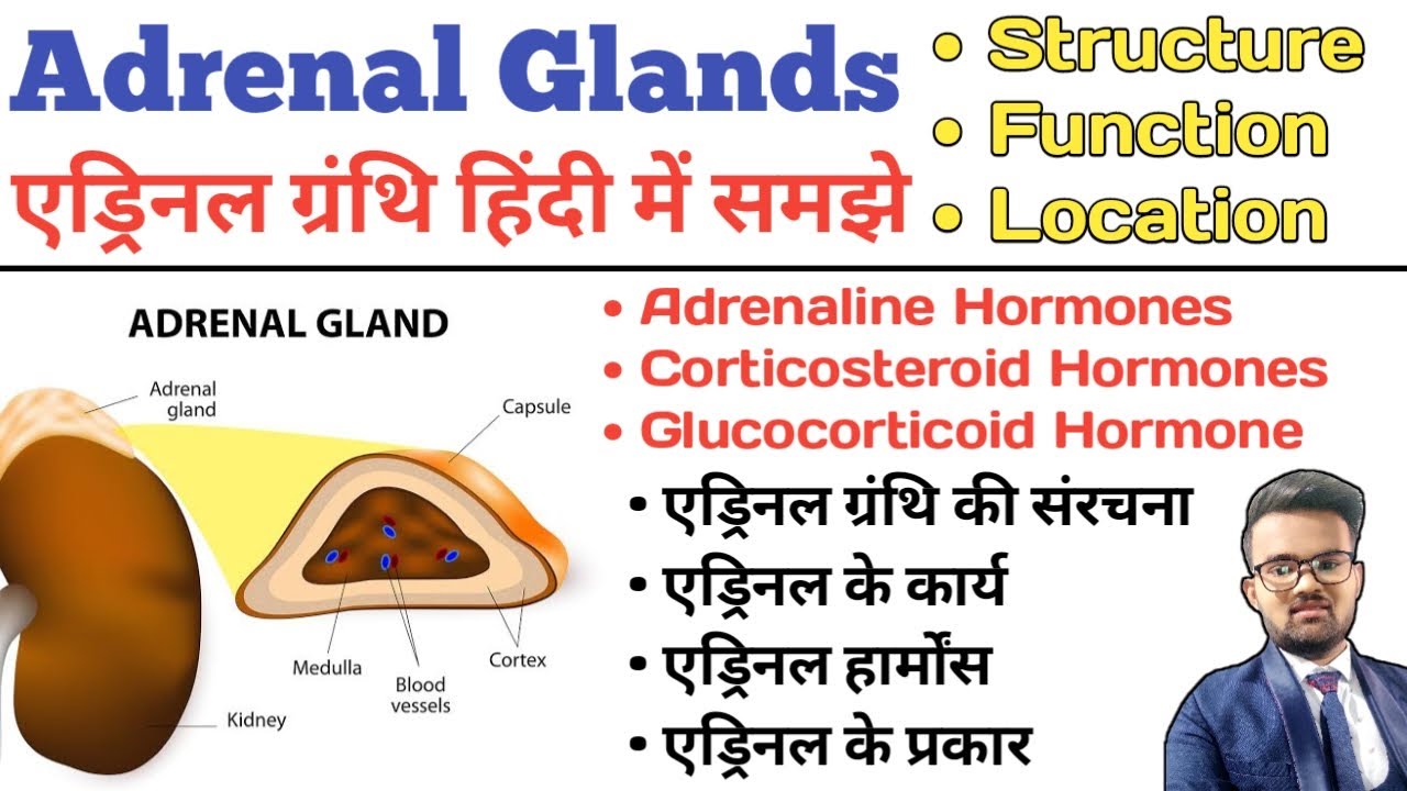 Adrenal Gland in Hindi | Adrenaline Hormones | Structure of adrenal gland | Endocrine System