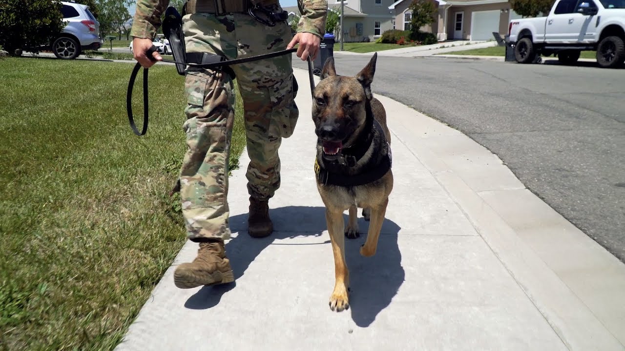 Military Working Dog Tells Her Story