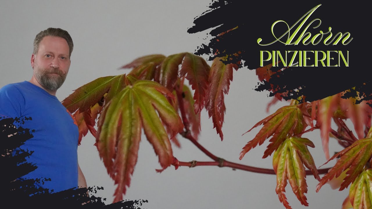 Ahorn-Bonsai pinzieren, schneiden und drahten, Blattabstand verringern für mehr Blattvolumen