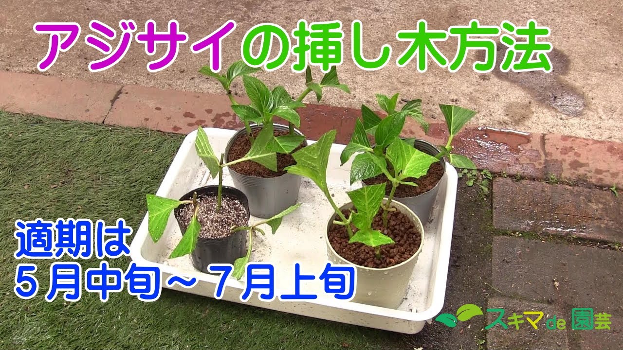 【花木】アジサイの挿し木方法【スキマde園芸】