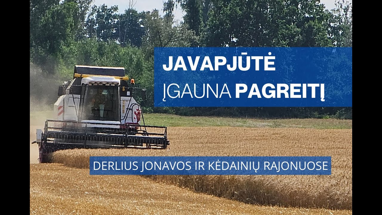 Javapjūtė įgauna pagreitį. Derlius Jonavos ir Kėdainių rajonuose