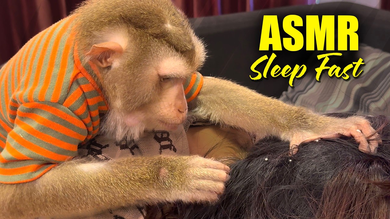 ASMR Monkey Grooming | Sleep Fast & Satisfying Head Tingles (No Talking)