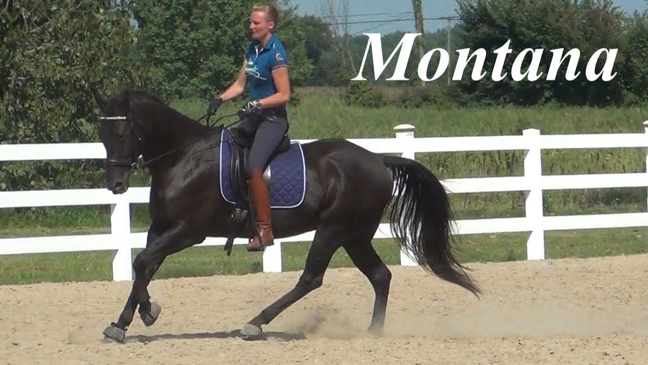Montana Dressage Training Quarter Horse 31.08.2018