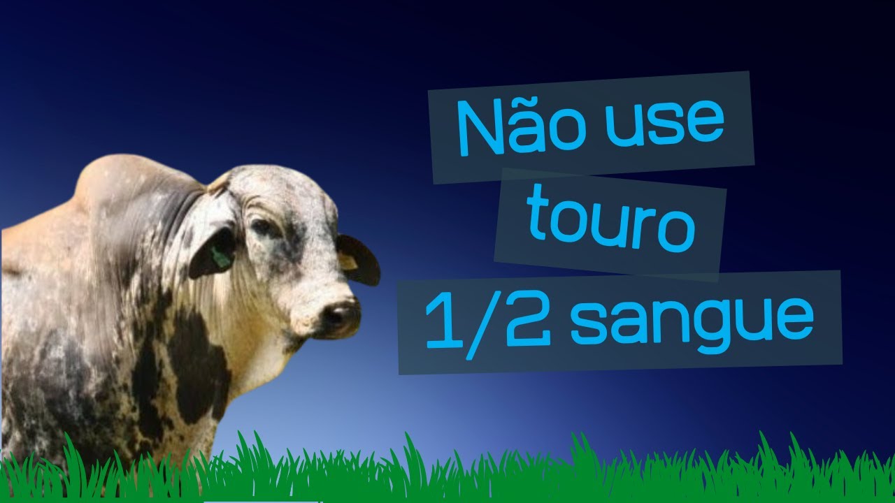 ATENÇÃO: Não use touro 1/2 sangue!