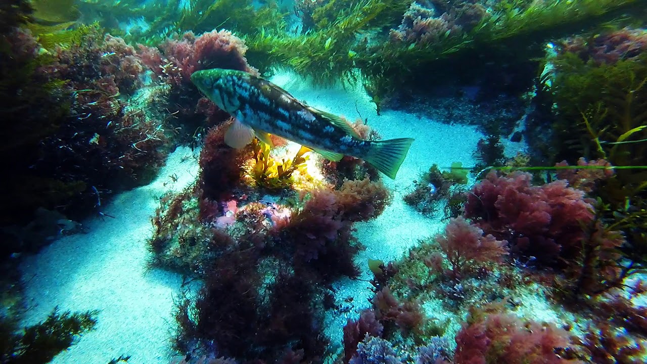 La Jolla Cove Scuba Dive